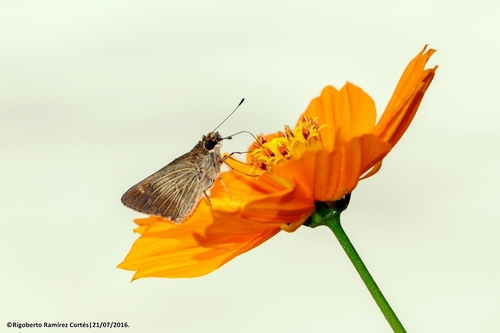 Pasture Skipper