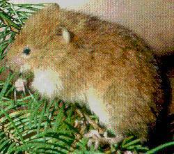 Red Tree Vole
