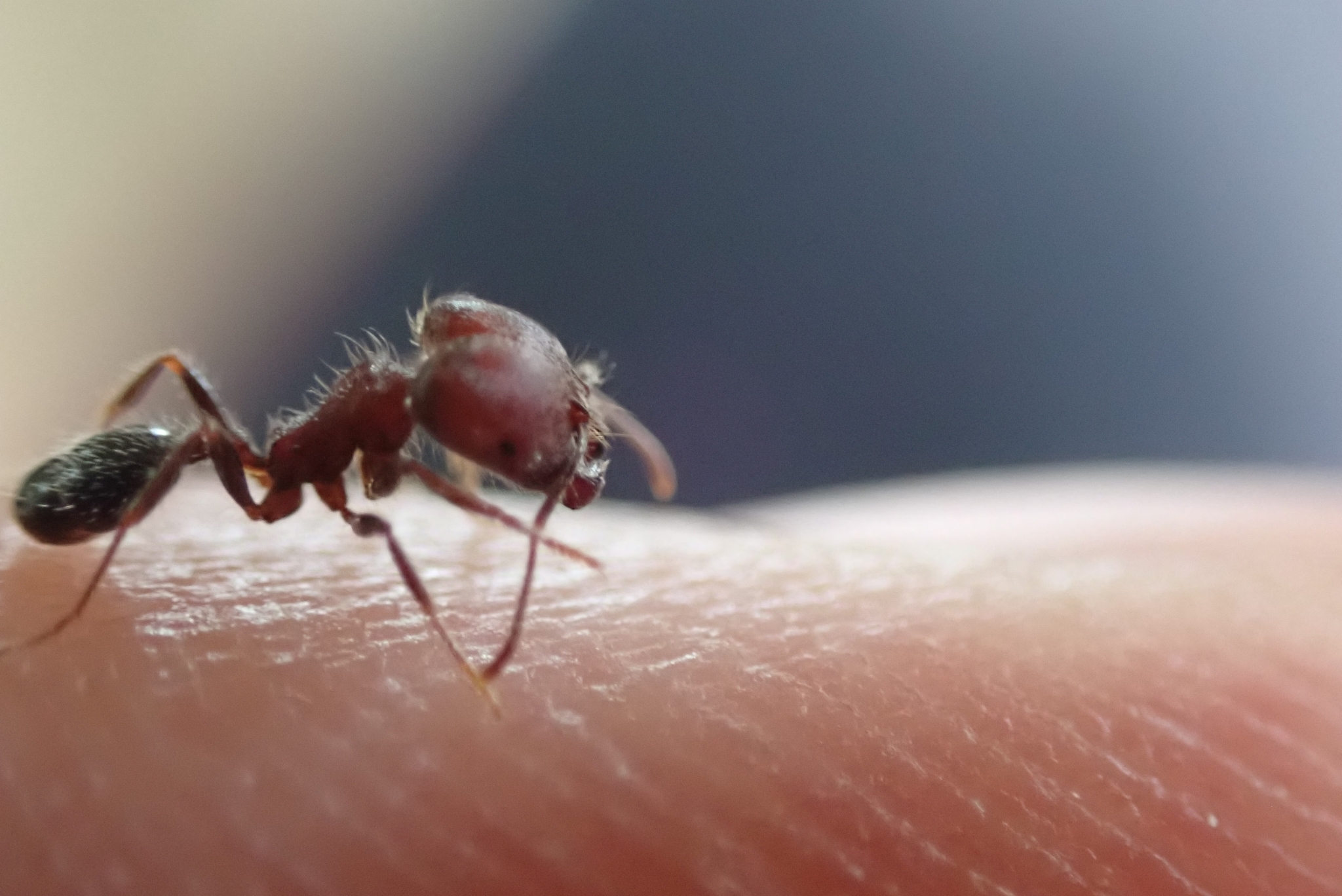 Trichomyrmex criniceps