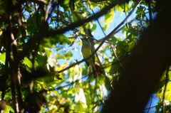 Ramphotrigon flammulatum