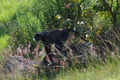 Cercopithecus mitis erythrarchus