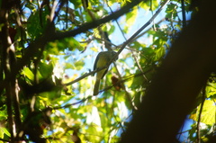 Ramphotrigon flammulatum