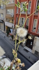 Sonchus