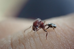 Trichomyrmex