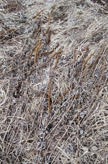 Veronicastrum sibiricum