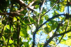 Ramphotrigon flammulatum