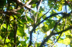 Ramphotrigon flammulatum