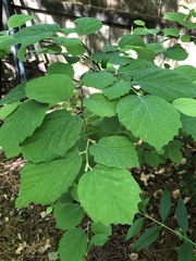 Fothergilla gardenii