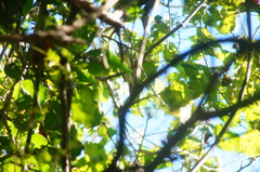 Ramphotrigon flammulatum