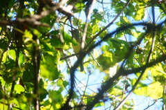 Ramphotrigon flammulatum