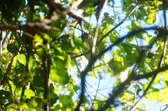 Ramphotrigon flammulatum