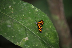 Uranophora alterata