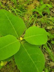 Asclepias variegata