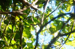 Ramphotrigon flammulatum