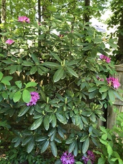 Rhododendron