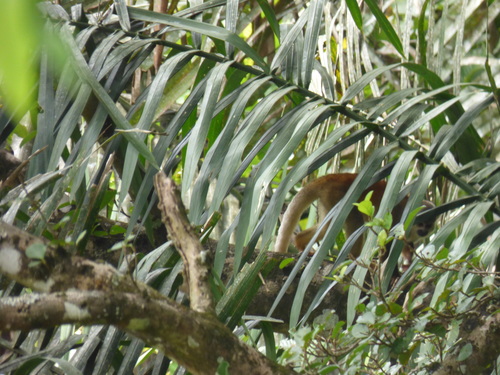 Saimiri cassiquiarensis