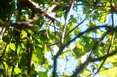 Ramphotrigon flammulatum