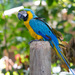 Guacamaya Azul Amarilla - Photo (c) Arthur T. LaBar, algunos derechos reservados (CC BY)