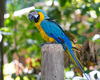 Blue-and-yellow Macaw - Photo (c) Arthur T. LaBar, some rights reserved (CC BY)