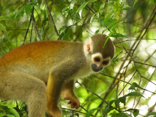 Humboldt’s Squirrel Monkey