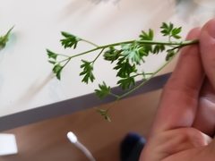 Fumaria densiflora