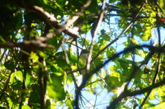 Ramphotrigon flammulatum