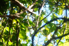 Ramphotrigon flammulatum