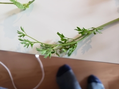 Fumaria densiflora