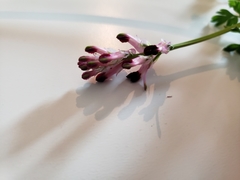 Fumaria densiflora
