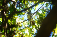 Ramphotrigon flammulatum