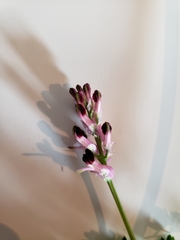 Fumaria densiflora