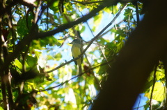 Ramphotrigon flammulatum