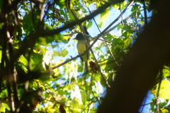 Ramphotrigon flammulatum