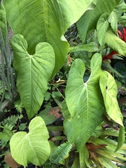 Anthurium andraeanum