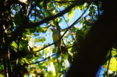 Ramphotrigon flammulatum