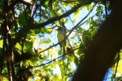 Ramphotrigon flammulatum