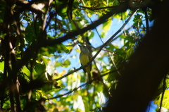 Ramphotrigon flammulatum