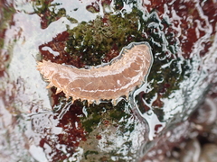 Lepidonotus squamatus