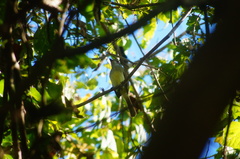 Ramphotrigon flammulatum