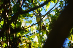 Ramphotrigon flammulatum