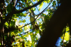 Ramphotrigon flammulatum