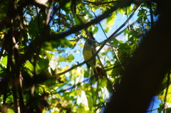 Ramphotrigon flammulatum