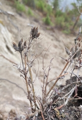 Astragalus suffruticosus