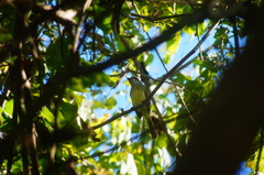 Ramphotrigon flammulatum