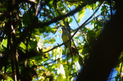 Ramphotrigon flammulatum