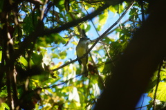 Ramphotrigon flammulatum