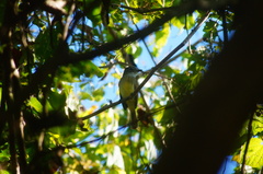 Ramphotrigon flammulatum