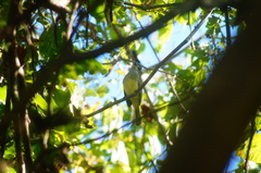 Ramphotrigon flammulatum