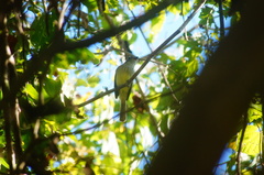 Ramphotrigon flammulatum