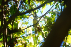 Ramphotrigon flammulatum